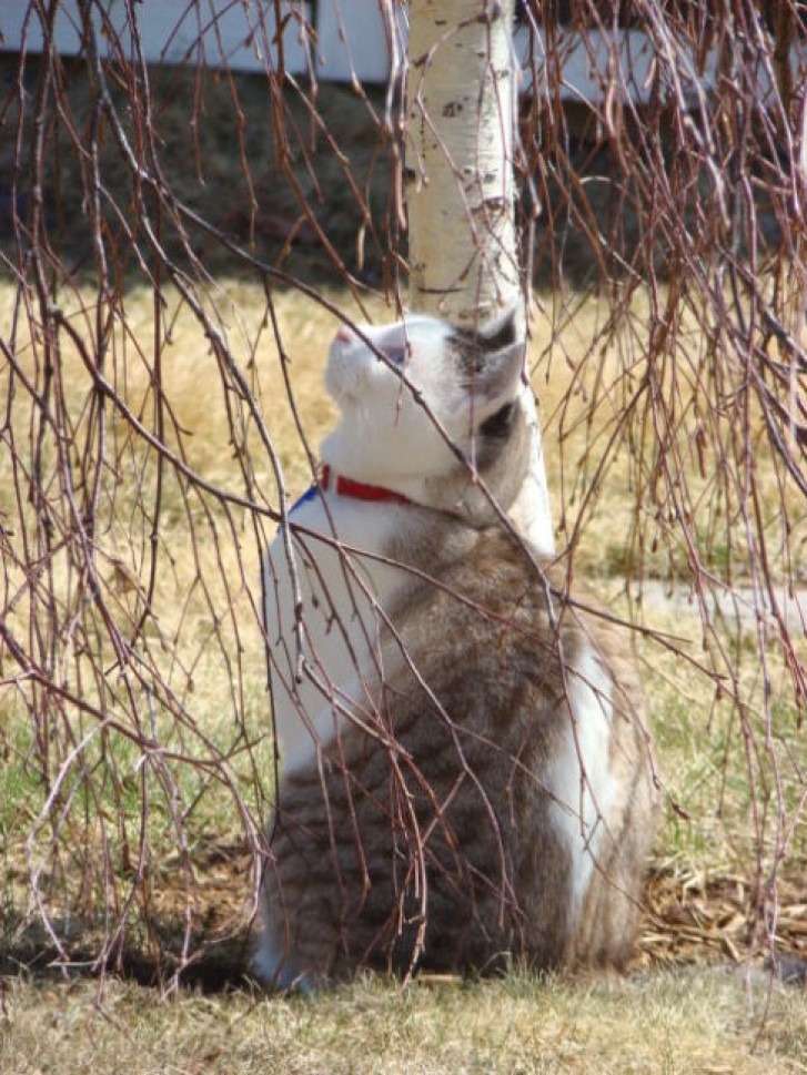 Picture of a cat / kitten / feline