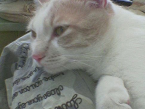 Picture of a cat / kitten / feline