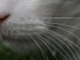 View full size picture