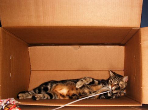Picture of a cat / kitten / feline