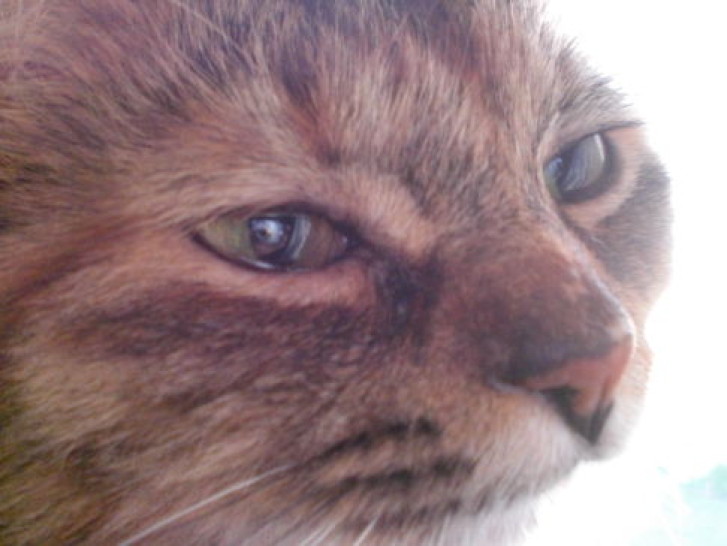 Picture of a cat / kitten / feline