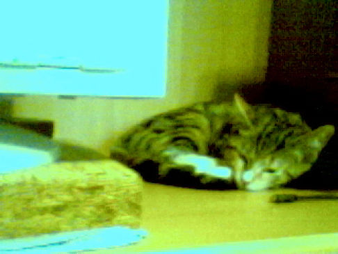 Picture of a cat / kitten / feline