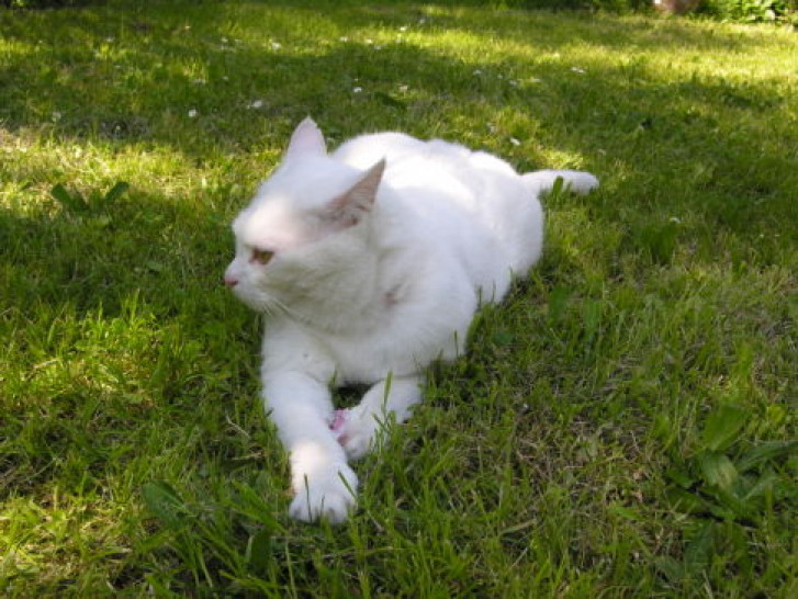 Picture of a cat / kitten / feline