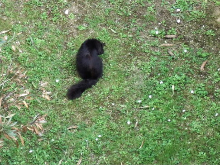 Picture of a cat / kitten / feline
