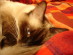 View full size picture