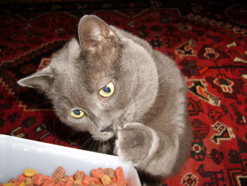 Picture of a cat / kitten / feline