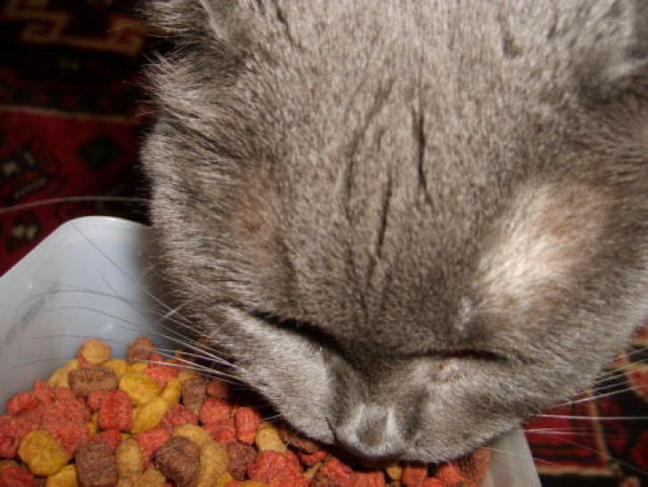 Picture of a cat / kitten / feline