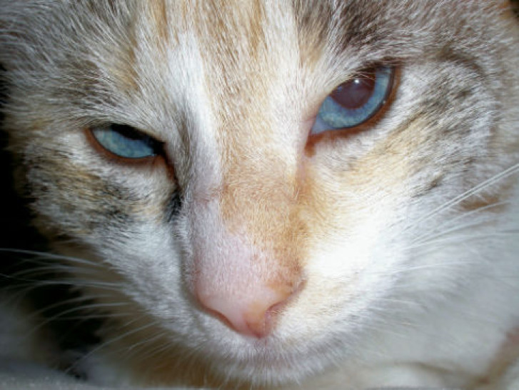 Picture of a cat / kitten / feline
