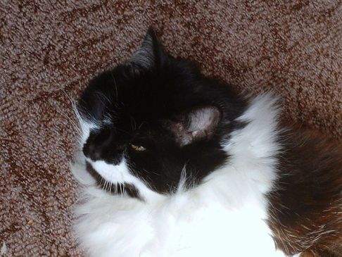 Picture of a cat / kitten / feline