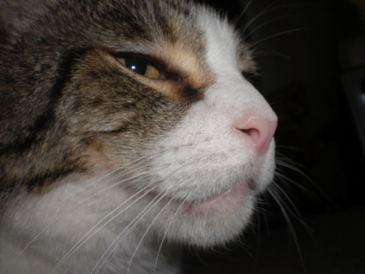 Picture of a cat / kitten / feline