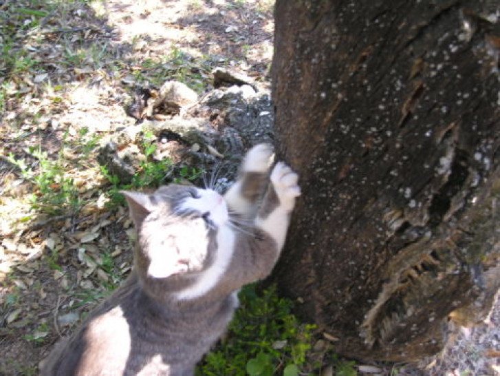 Picture of a cat / kitten / feline