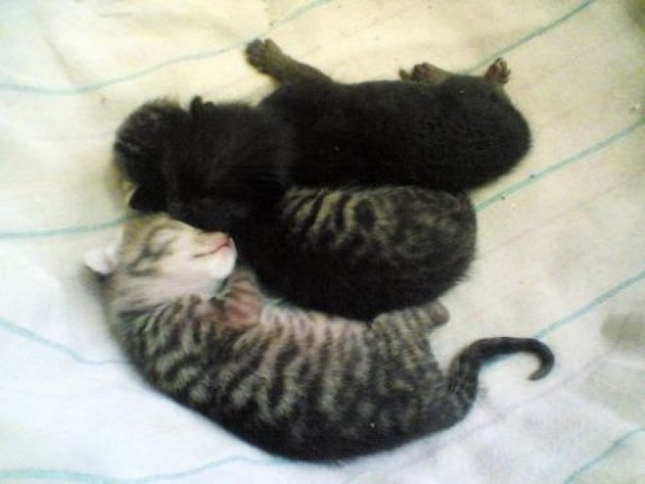 Picture of a cat / kitten / feline