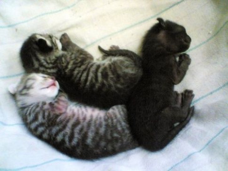 Picture of a cat / kitten / feline