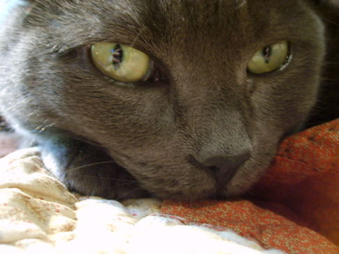 Picture of a cat / kitten / feline