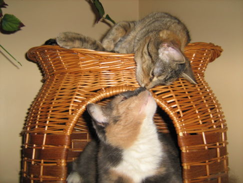 Picture of a cat / kitten / feline