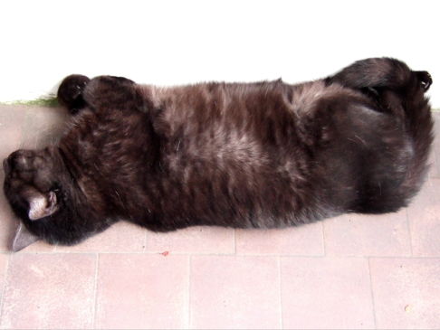 Picture of a cat / kitten / feline