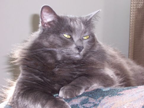Picture of a cat / kitten / feline