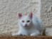 View full size picture