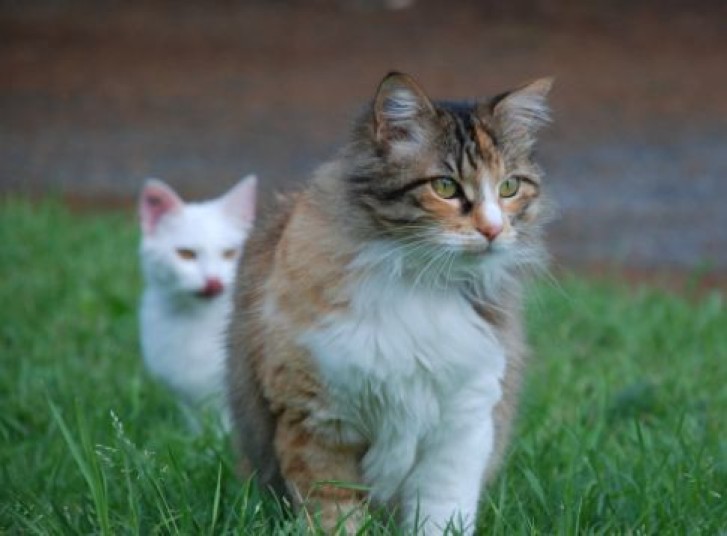 Picture of a cat / kitten / feline