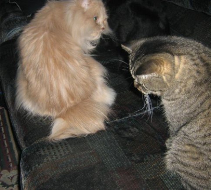 Picture of a cat / kitten / feline