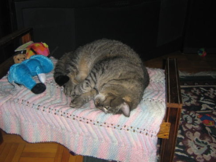 Picture of a cat / kitten / feline