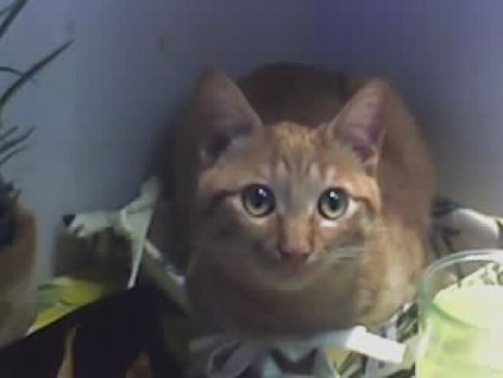 Picture of a cat / kitten / feline