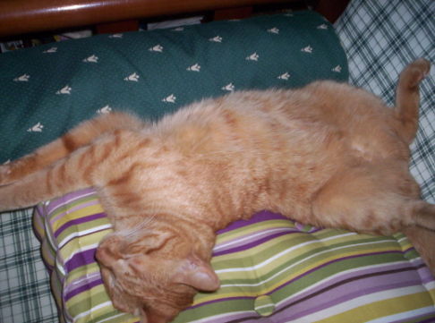 Picture of a cat / kitten / feline