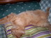 View full size picture