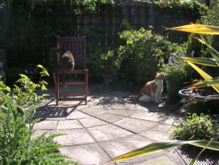 Picture of a cat / kitten / feline
