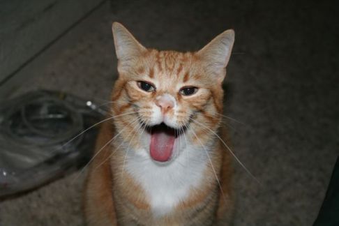 Picture of a cat / kitten / feline