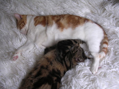 Picture of a cat / kitten / feline