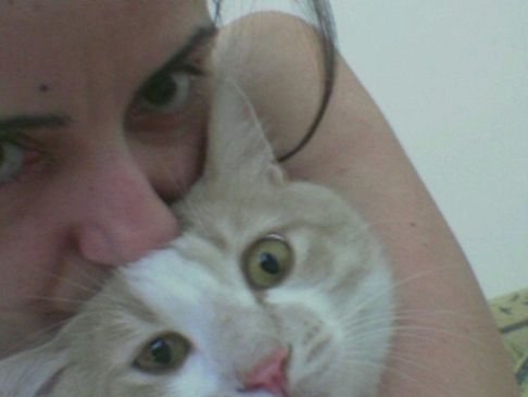 Picture of a cat / kitten / feline