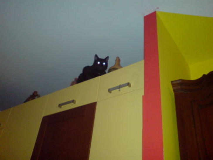 Picture of a cat / kitten / feline