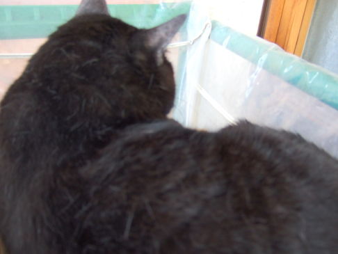 Picture of a cat / kitten / feline