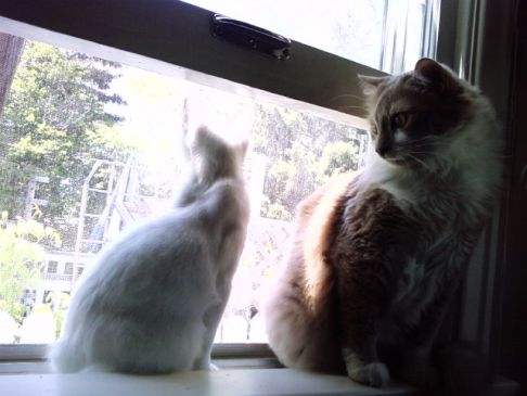 Picture of a cat / kitten / feline