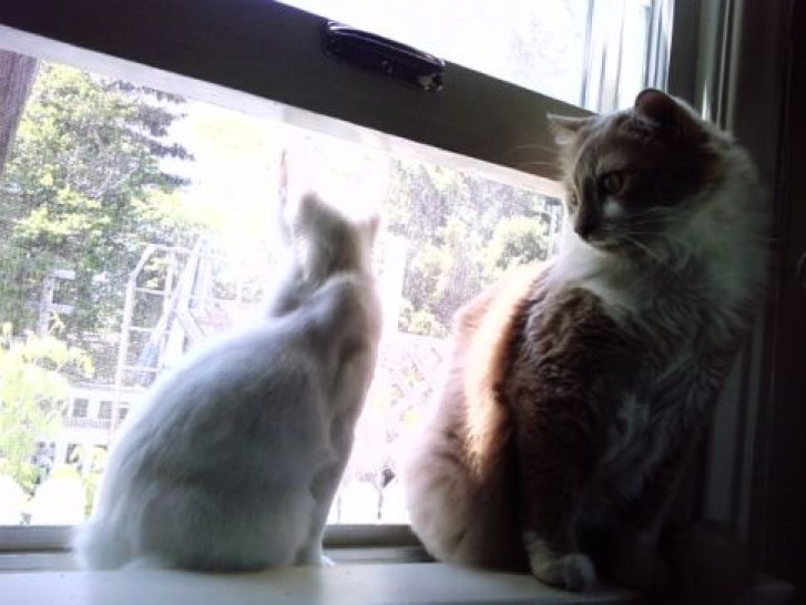 Picture of a cat / kitten / feline