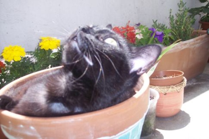 Picture of a cat / kitten / feline