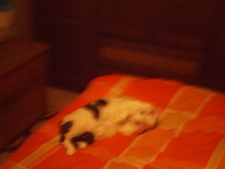 Picture of a cat / kitten / feline
