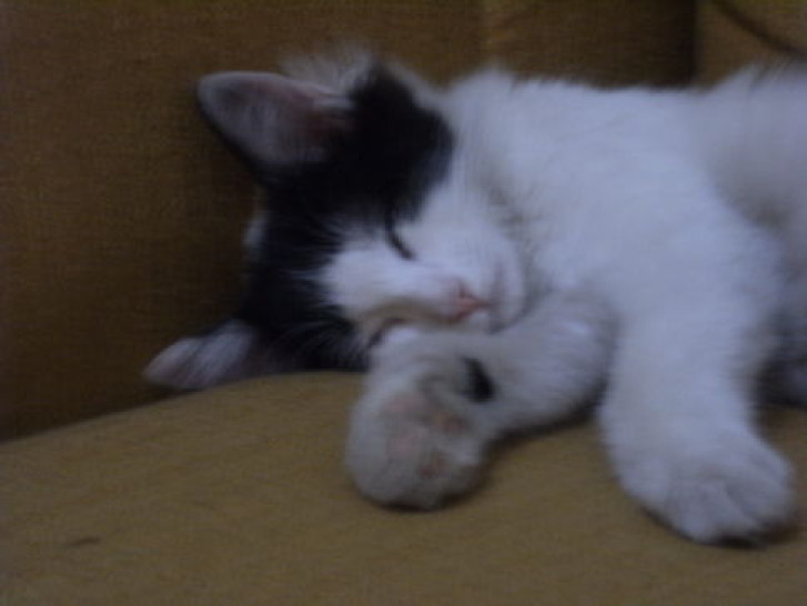 Picture of a cat / kitten / feline