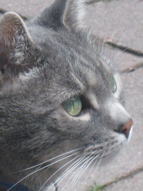 Picture of a cat / kitten / feline