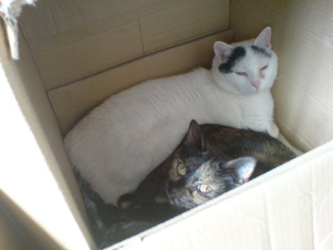 Picture of a cat / kitten / feline
