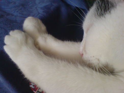 Picture of a cat / kitten / feline
