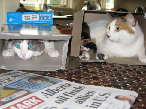 Picture of a cat / kitten / feline