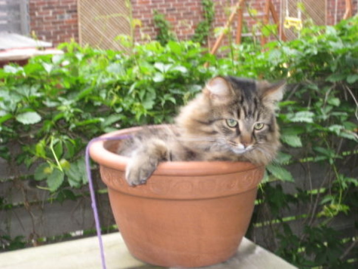 Picture of a cat / kitten / feline