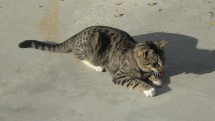 Picture of a cat / kitten / feline