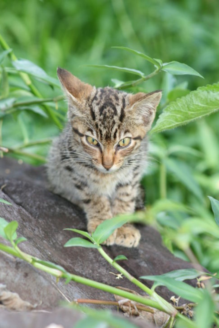 Picture of a cat / kitten / feline