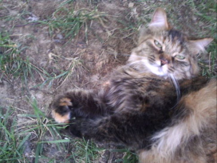 Picture of a cat / kitten / feline