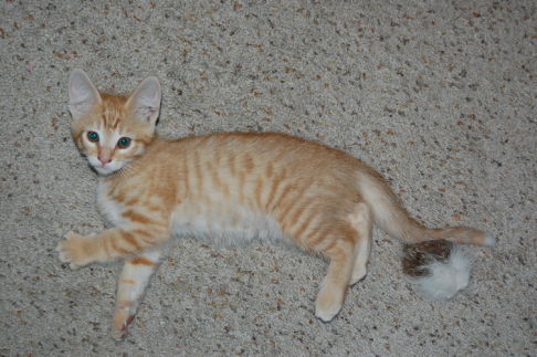 Picture of a cat / kitten / feline
