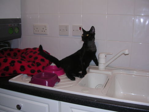 Picture of a cat / kitten / feline