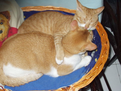 Picture of a cat / kitten / feline